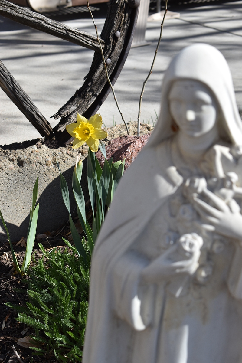 Daffodil-with-Mother-Mary