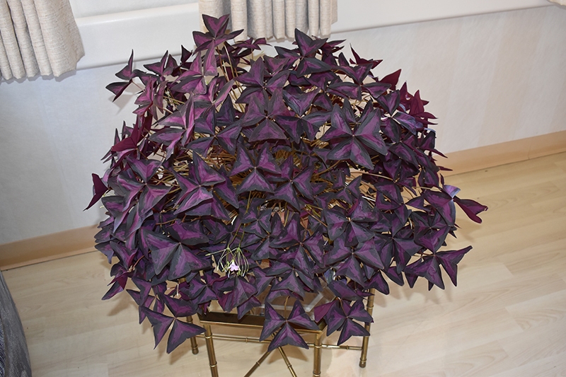 purple-shamrock-whole-plant