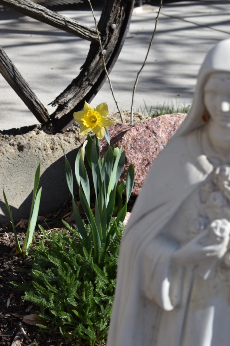 tall-daffodil-with-Mother-Mary