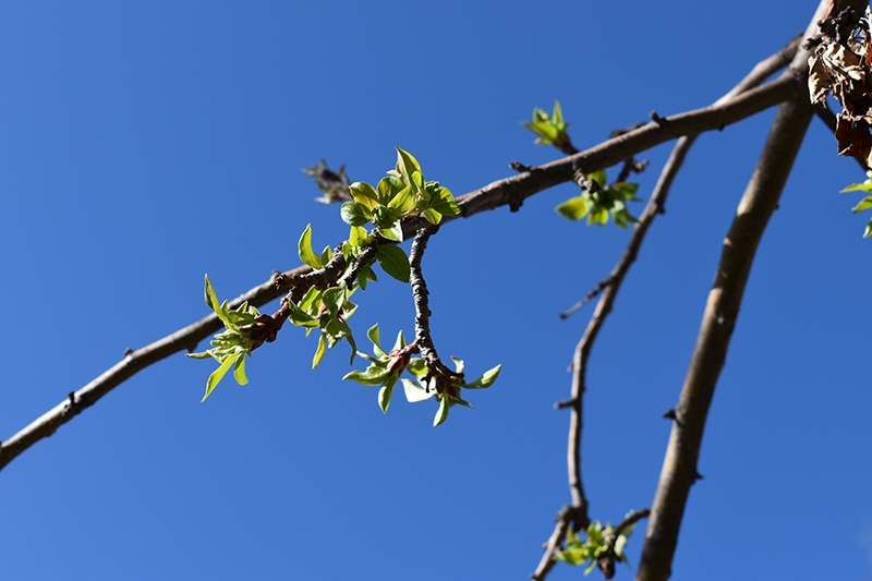 tree-branch-baby-blooms-blue-skies