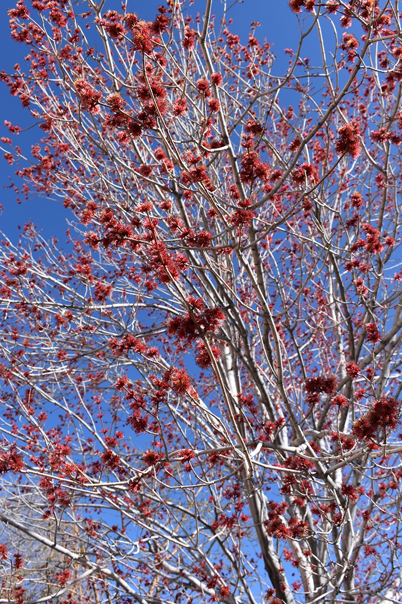 red-tree-3-of-5
