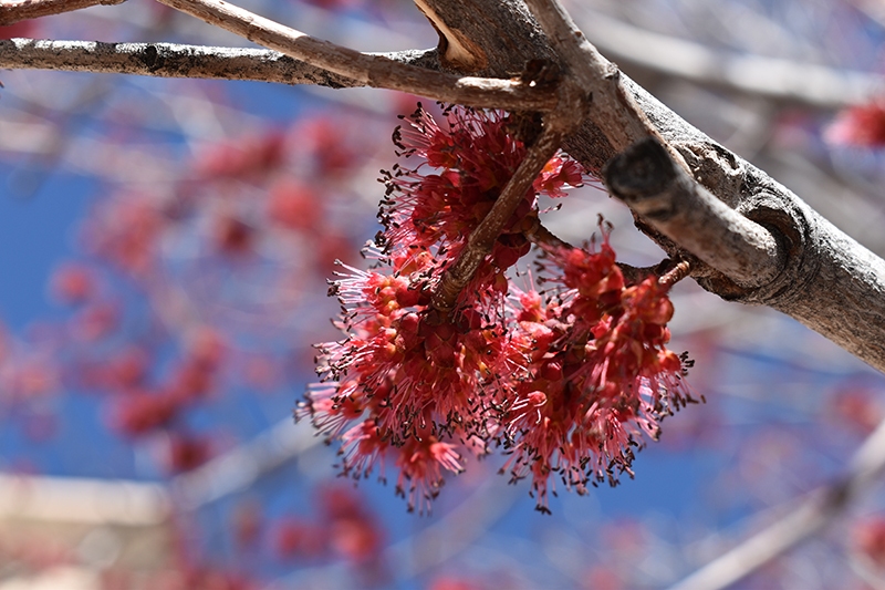 red-tree-5-of-5-big-red-blooms